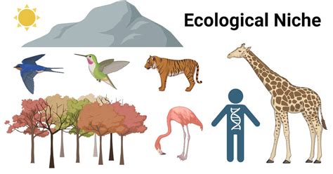 Ecological Niche Definition Components Types Examples