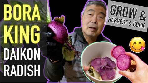 Grow Bora King Daikon Radish Harvest Cooking Hot Pot Youtube