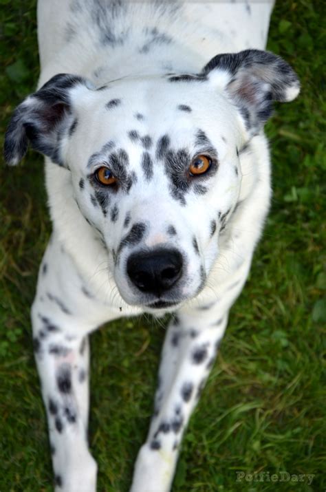 Dalmation Pitbull Mix Puppies Upper Sandusky Oh Dalmatian Meet Snow A