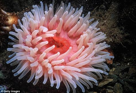 Sea Anemone Proteins May Help Restore Damaged Hearing