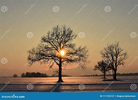 Trees Silhouettes Winter Sunset Stock Image Image Of Horizontal