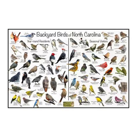 Backyard Birds Of North Carolina Bird Identification Nature Poster 29