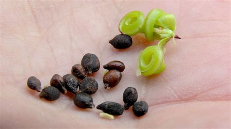 Das kleine springkraut ist eine einjährige krautige pflanze, die wuchshöhen von 20 bis 60, selten bis 90 cm erreicht. Drüsiges Springkraut (Impatiens grandulifera) - im ...