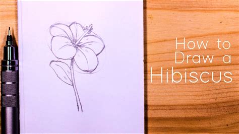 How To Draw A Hibiscus Flower Step By Step For Beginners Youtube