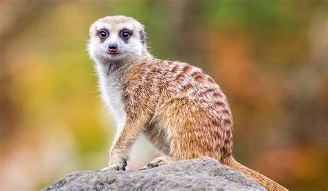 Meerkat Facts Animals Of Africa