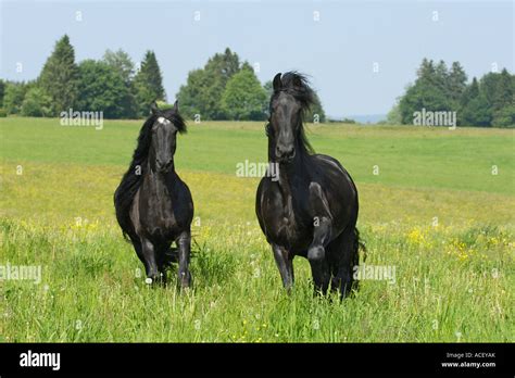 Two Friesian Horses In The Paddock Stock Photo Alamy