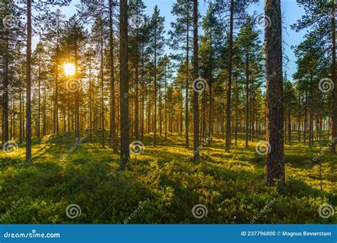 Beautiful Pine Forest In Sunlight With A Green Forest Floor Stock Photo