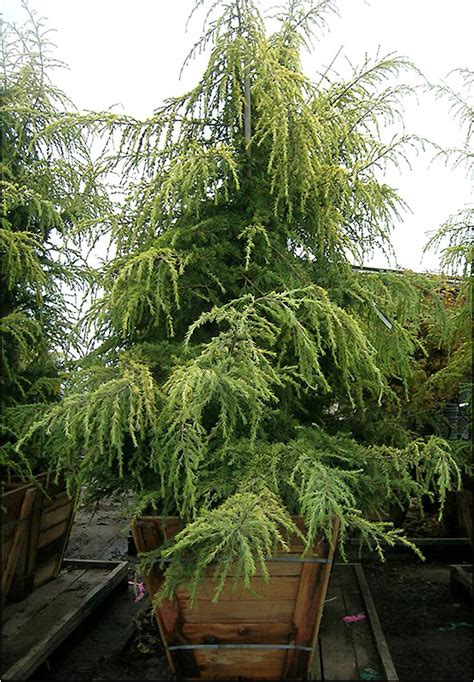 Golden Deodar Cedar Cedrus Deodara Aurea In Fayetteville Springdale