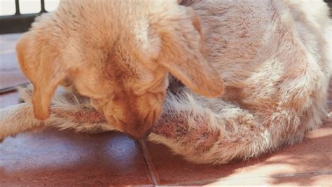 Crusty Scabs On Dogs Causes Treatment And Prevention