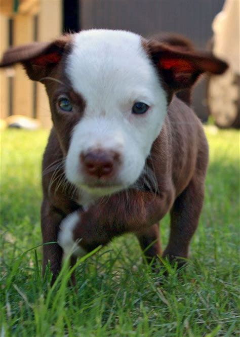 Australian Koolie Dog Photo Tom 8 Week Old Male Kelpie X