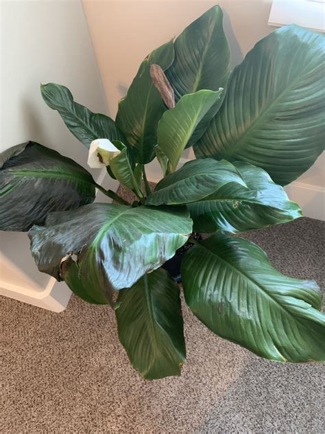 Sometimes leaves yellow and start to shrivel up. Please help my peace lily :) : plantclinic
