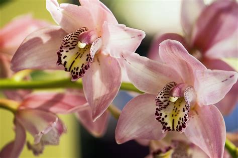 Tips For Growing Cymbidium Orchids