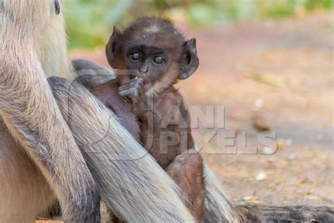 Indian Gray Or Hanuman Langur Monkey Mother With Small