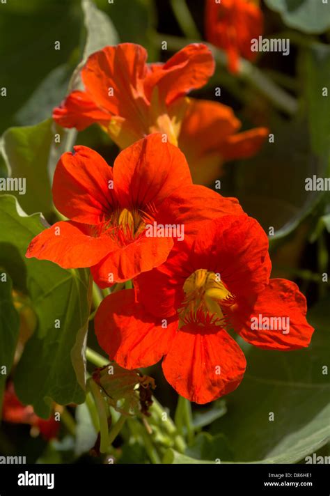Red Oleander Flowers Close Up Stock Photo Alamy