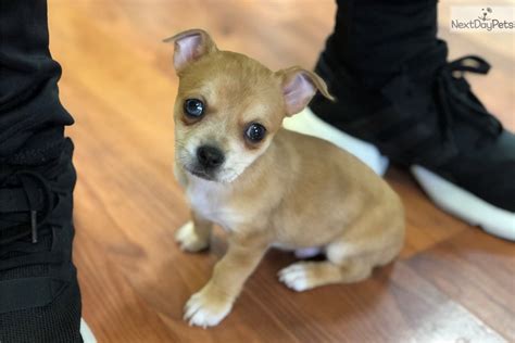 Chihuahuas remained a rarity until the early 20th century and the american kennel club. James: Yorkie Chihuahua Mix Puppies For Sale In Michigan