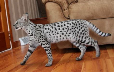 Large Domestic Cat Breeds Savannah Cat Meme Stock Pictures And Photos