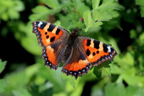 Small Tortoiseshell Butterfly Numbers Are Down Despite The Summer