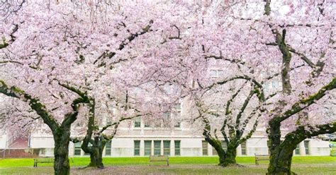 Where To See Cherry Blossoms In Seattle Curbed Seattle