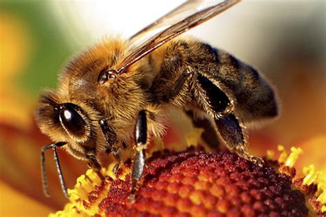 Esa Honey Bee