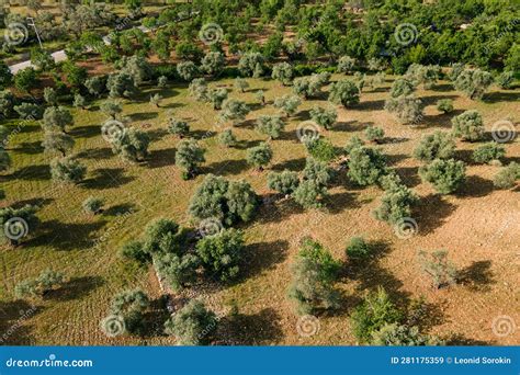 Olive Trees Plantation With Olives In Farm Garden For Production Of