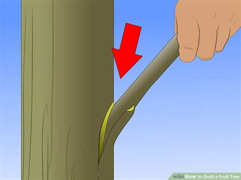 Young, vigorous fruit trees less than five years old are the best for grafting. How to Graft a Fruit Tree (with Pictures) - wikiHow