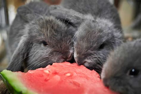 Can Rabbits Eat Watermelon Guide And Feeding Tips