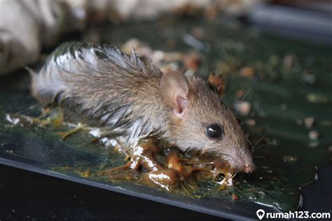 12 Cara Mengusir Tikus Di Rumah Tanpa Racun Mudah Dan Ampuh