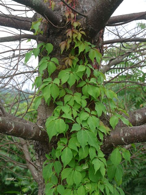 Usually, virginia creeper is found in temperate deciduous forests. Fotos de Natureza: Trepadeiras