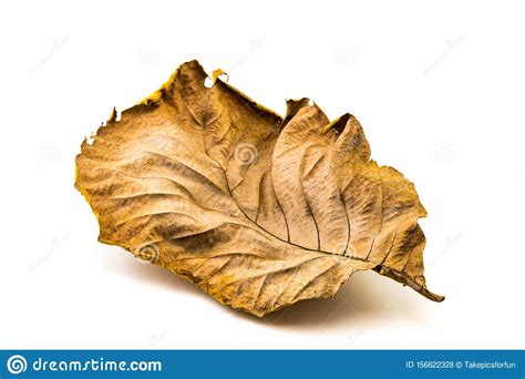 Texture Of Dry Teak Leaf Stock Photo Image Of Leaf 156622328