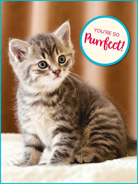 Want to send a meaningful card to friends or family, but can't make up your mind with so many want to send a free card for a special occasion? Send a Modern Cat E-Card! - Modern Cat