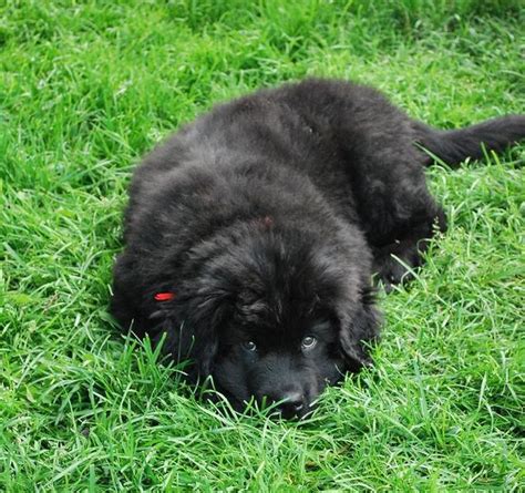 Beautiful Black Newfoundland Puppy On The Grass