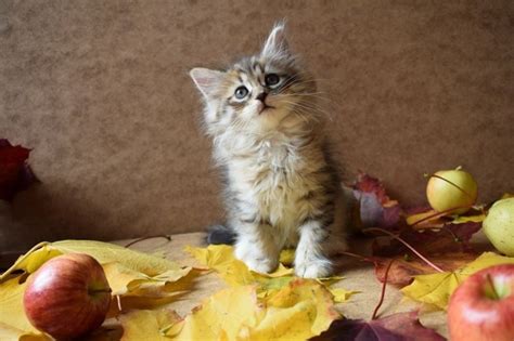 Adorable Siberian Kittens For Sale Adoption From Manila Metropolitan
