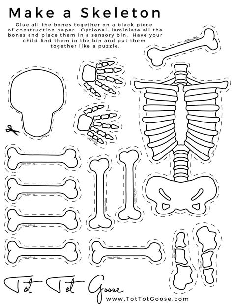 Skeletal System Worksheet Pdf Skeleton Printable All About Theme Preschool 7th Grade Skelett Für