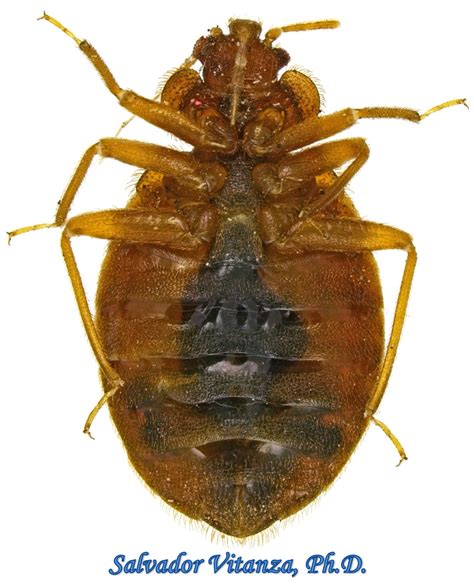 Hemiptera Heteroptera Cimicidae Cimex Lectularius Common Bed Bug E