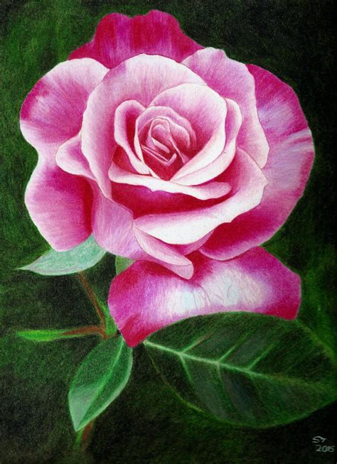 Prismacolor Pencil Rose Drawing Rose Drawing Drawing Rose Flower