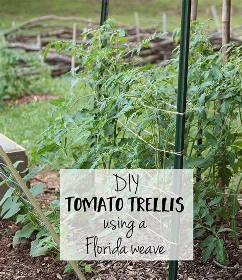Florida Weave Diy Tomato Trellis Tomato Trellis Trellis Cucumber