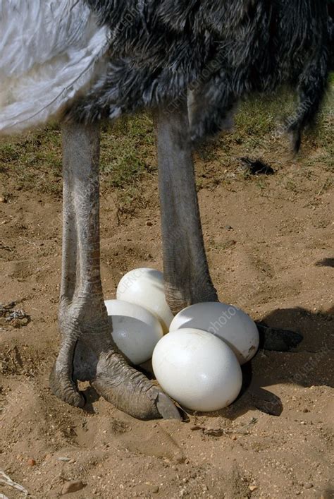 Ostrich With Eggs Stock Image Z8040046 Science Photo Library