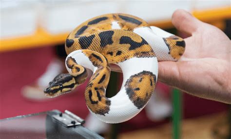 How Big Do Ball Pythons Get Size Charts By Age More Reptiles