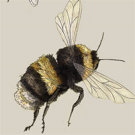 Bumblebees Illustration Print By Ben Rothery Illustrator