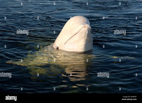 portrait of the beluga whale white whale delphinapterus leucas in the white sea russian