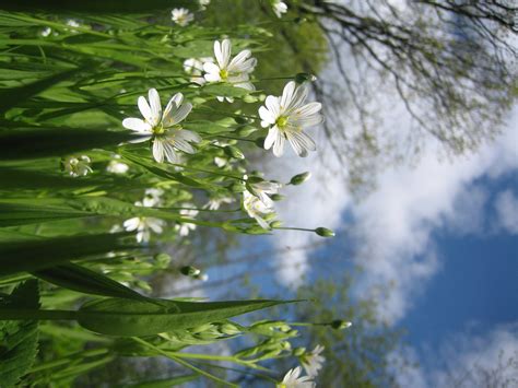 Free Images White Flowers Flower Daisy Green Grass Sky Clouds