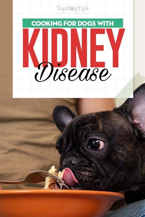 Maybe you would like to learn more about one of these? How to Feed Dogs With Kidney Disease | Kidney disease diet ...