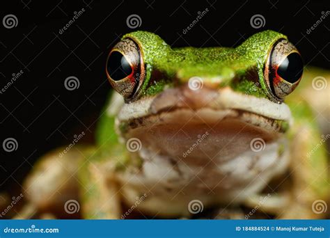 Copper Cheeked Frog Looking Into The Camera An Extreme Close Up Of The