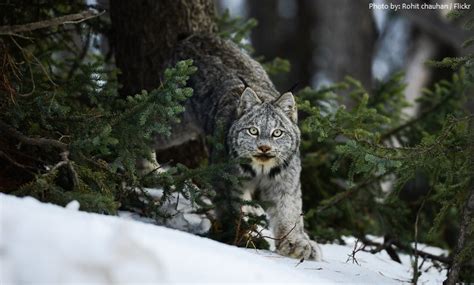 Interesting Facts About Canada Lynx Just Fun Facts