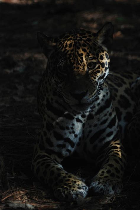 Jaguar In The Shadows At Brevard 141013 Zoochat