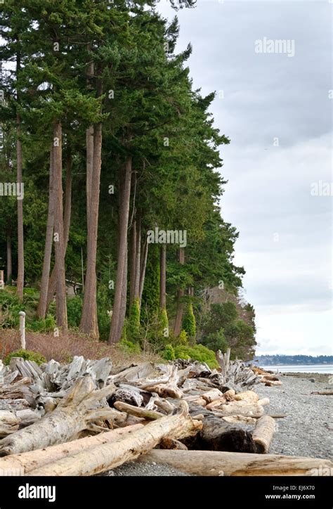 Rugged Coastline And Beach With Driftwood And Tall Fir Trees Near
