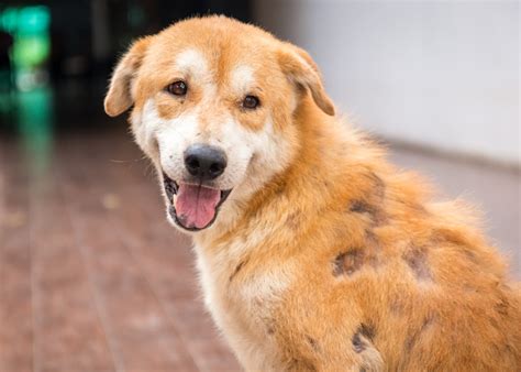 Malassezia Canina é Contagiosa Para Humanos