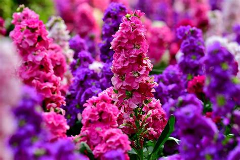 How To Grow And Care For Stock Flowers Bbc Gardeners World Magazine