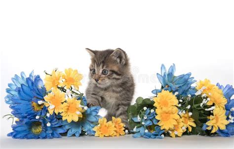 Cute Kitten With Flowers Stock Image Image Of Single 119805751