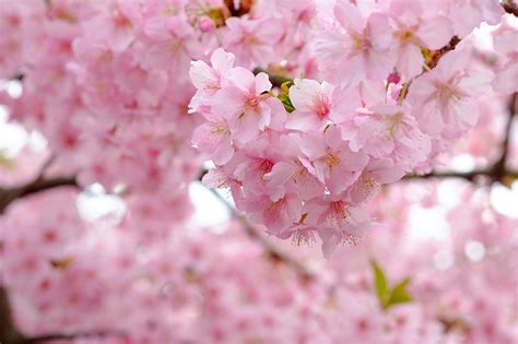 Picture Sakura Pink Color Flowers Closeup Flowering Trees
